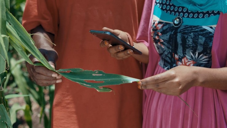 Demonstration of the Android app identifying the Fall armyworm